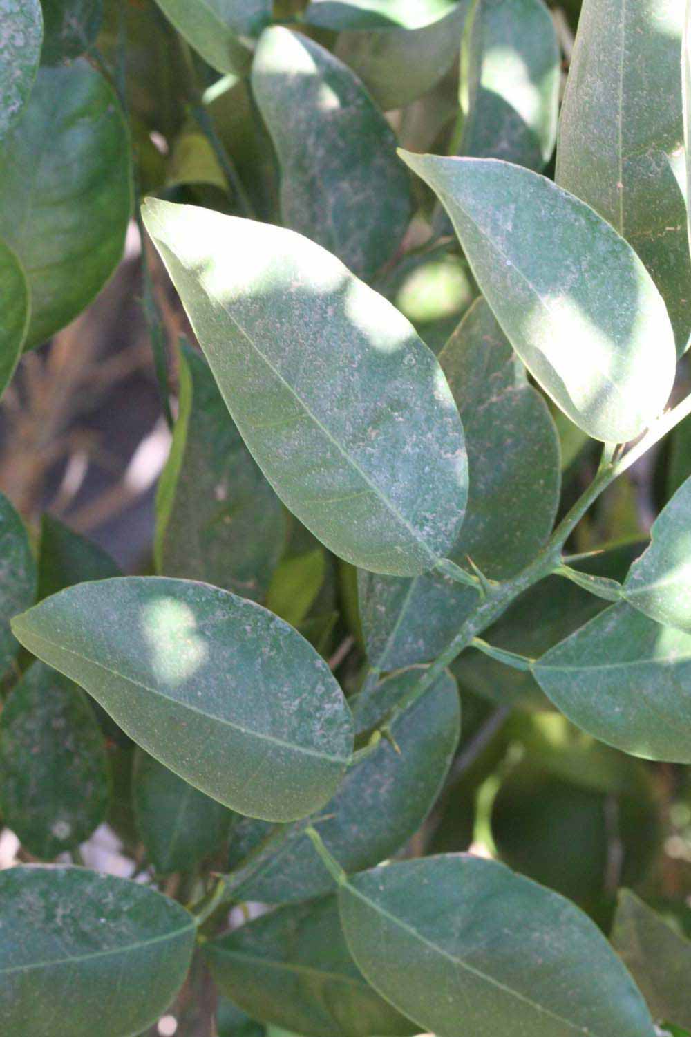              Shade leaves (Riverside, CA)       